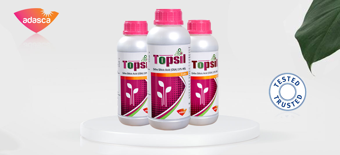 TOPSIL / KAZOO - INTL BRAND
